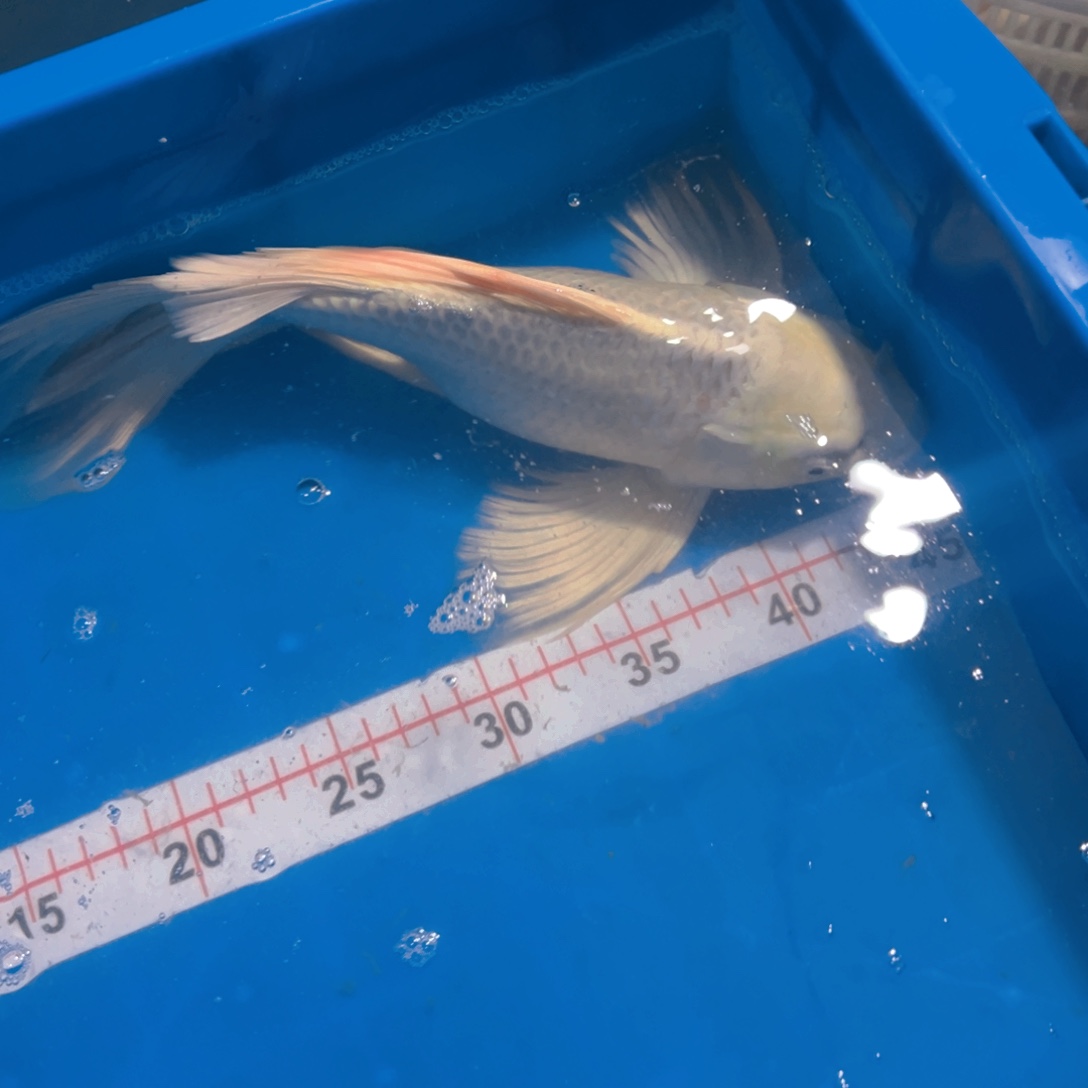 蝴蝶鲤鱼余*，蝴蝶鲤包邮68