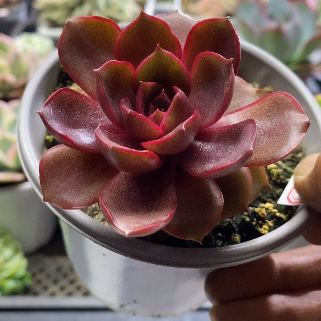 0956红灯多肉植物