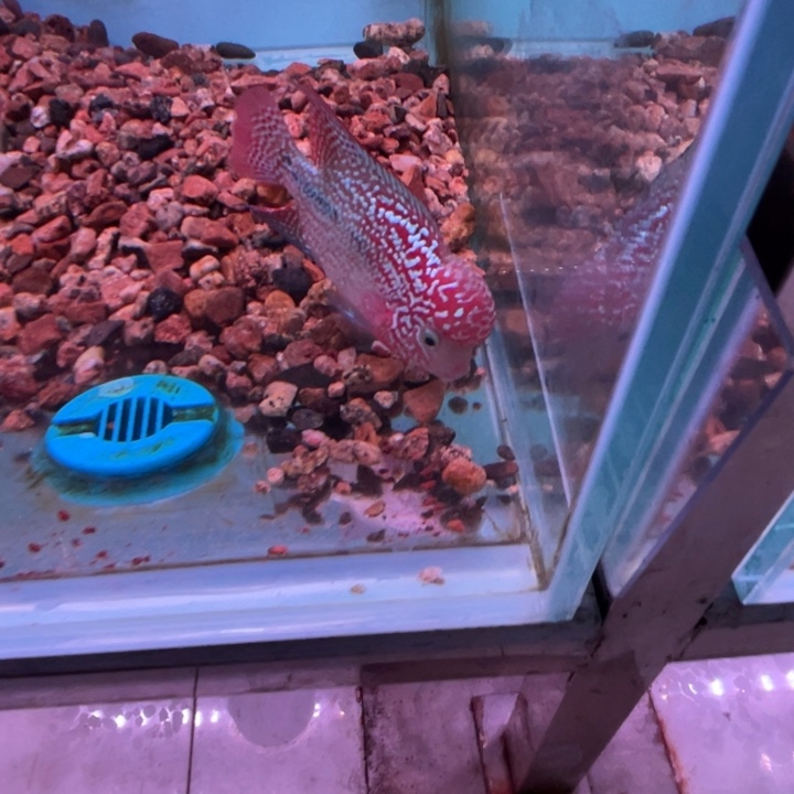 罗汉鱼爆头幻彩金花罗汉鱼