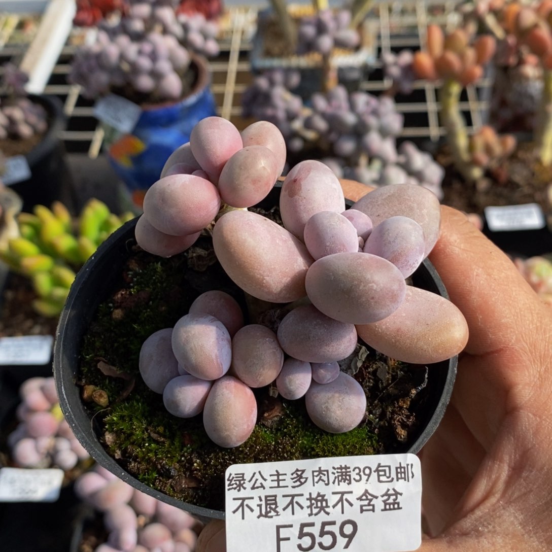 559芭比奶4头7cm多肉