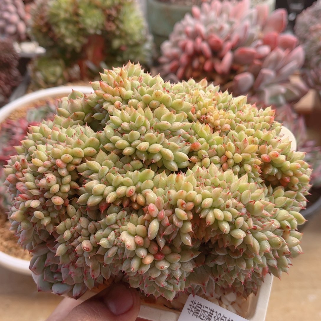 406TP缀德华多肉