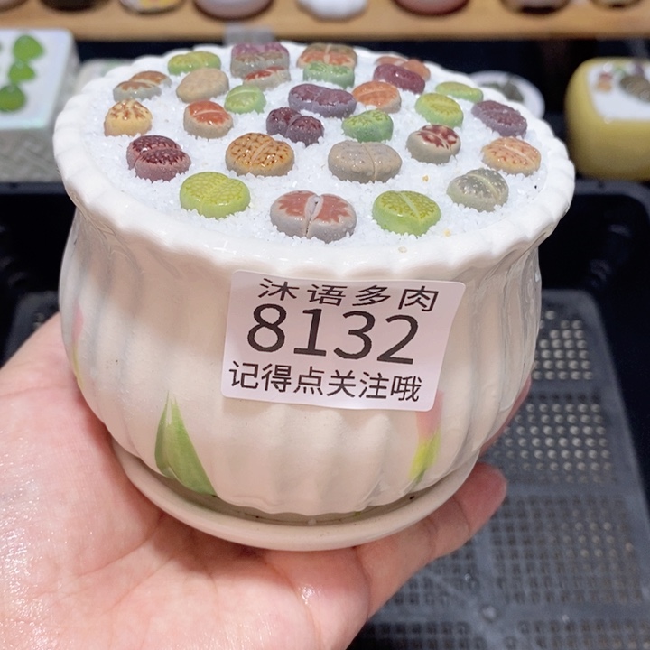 带盆土植物 精美盆栽8132