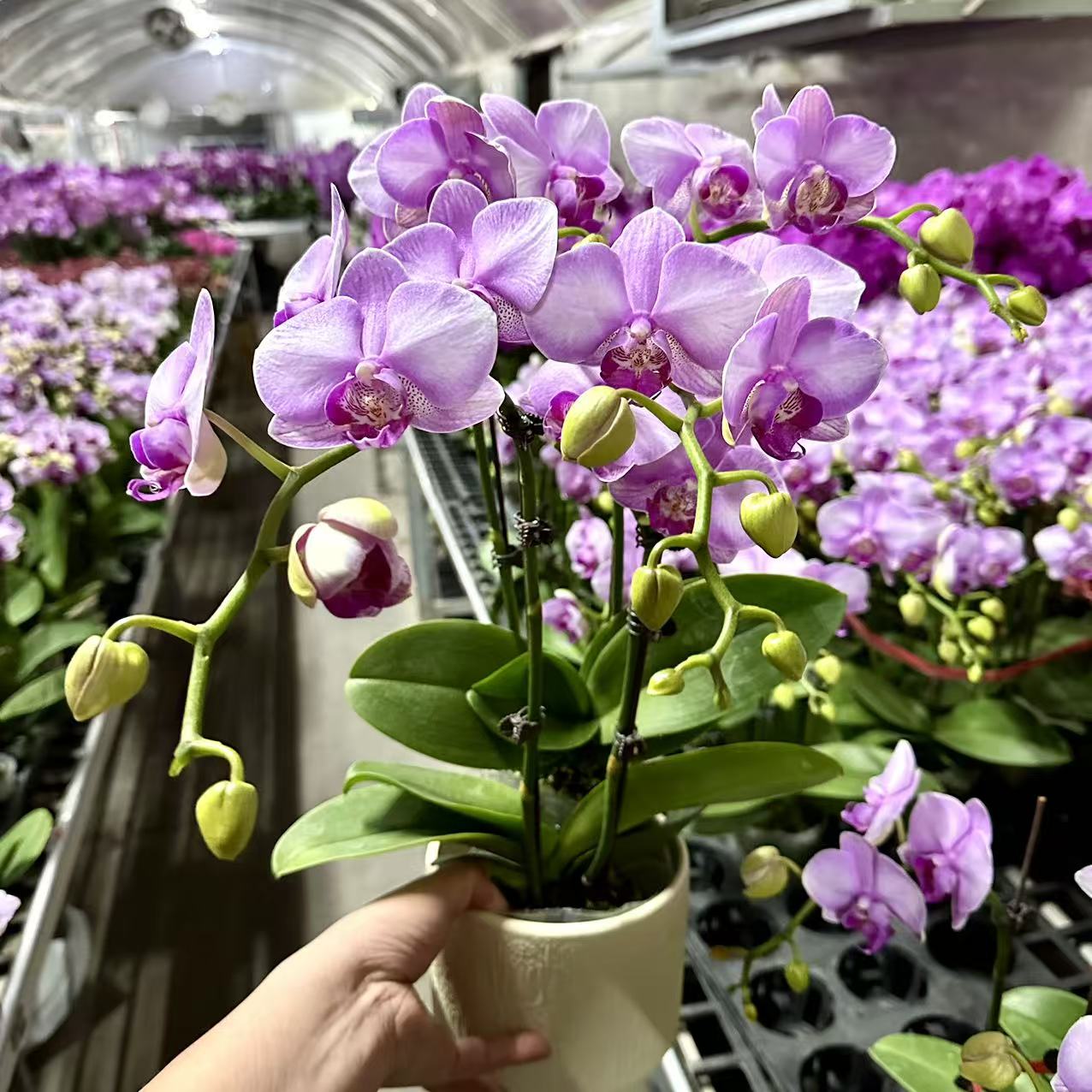 蝴蝶兰【月亮公主】4花剑室内花花 懒人好养 广州基地直发2-4