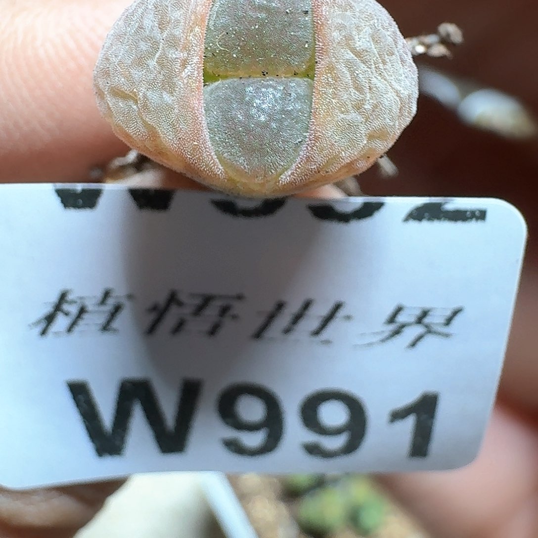 991号多肉植物哇f c