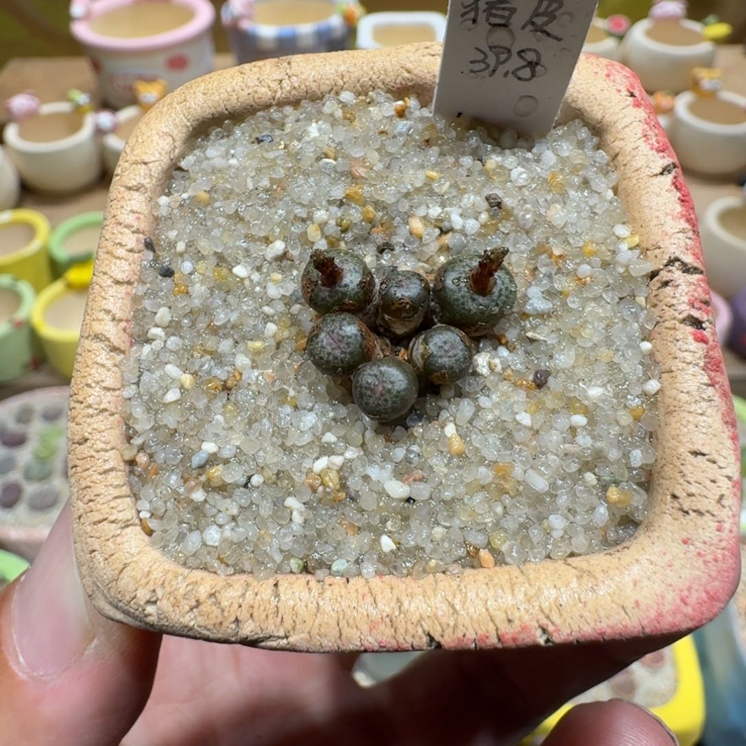 蘑菇1221猪皮多肉植物