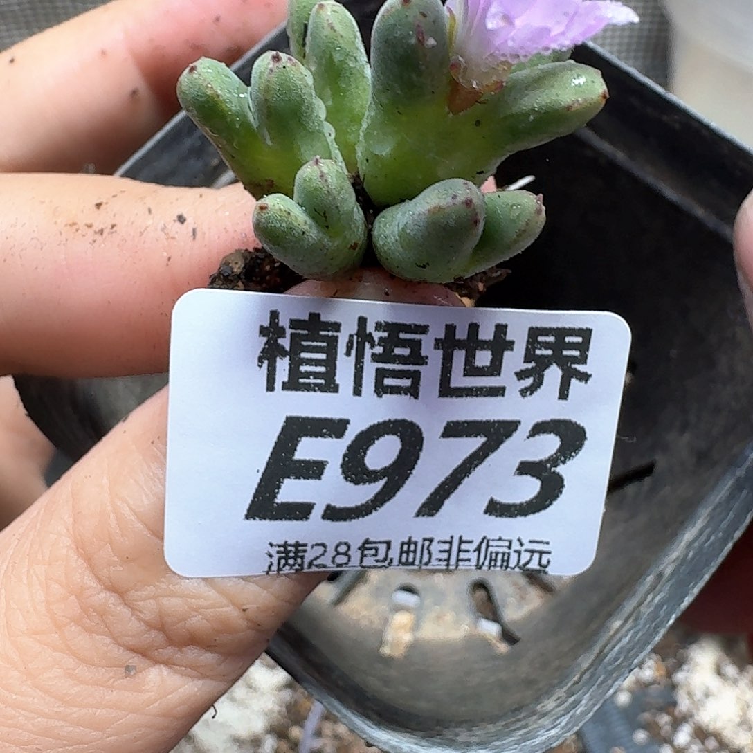 多肉植物的人生fhb