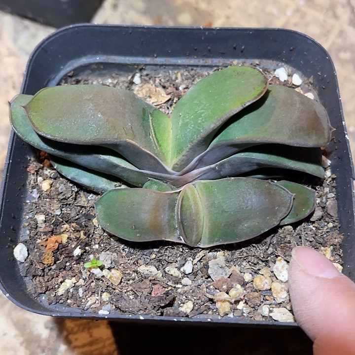 满38包邮，年后脱土晾根发货多肉