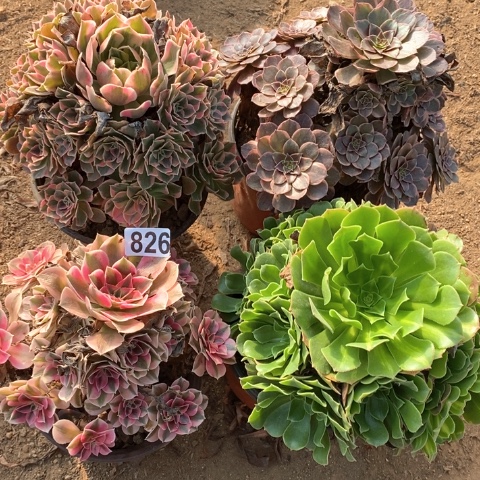 826四颗法师多肉植物