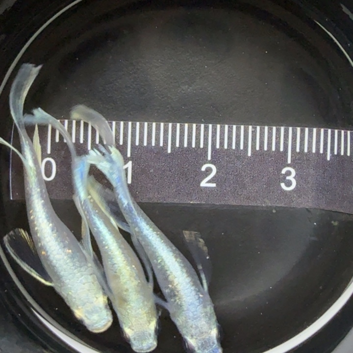 青鳉鱼天使之翼30号