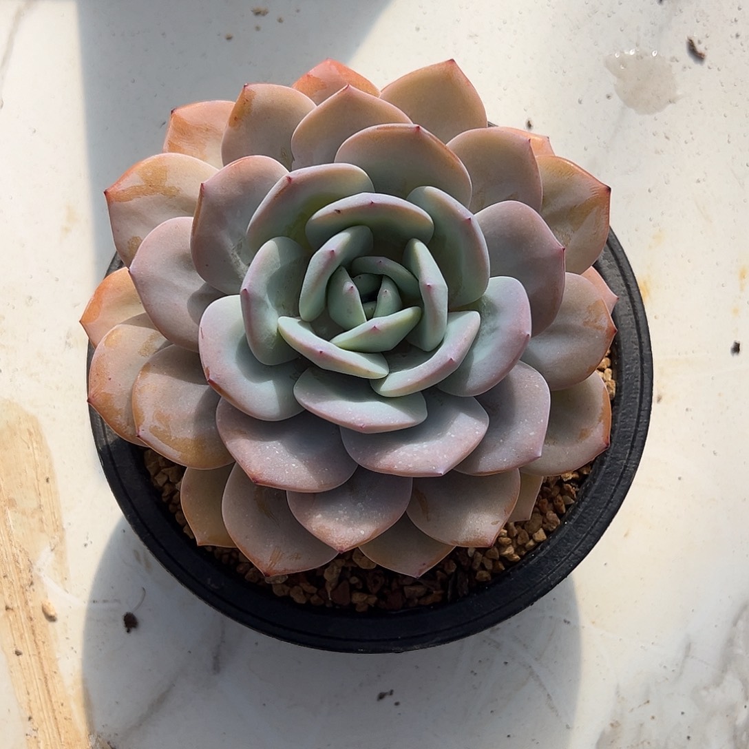 奶茶大单头多肉植物