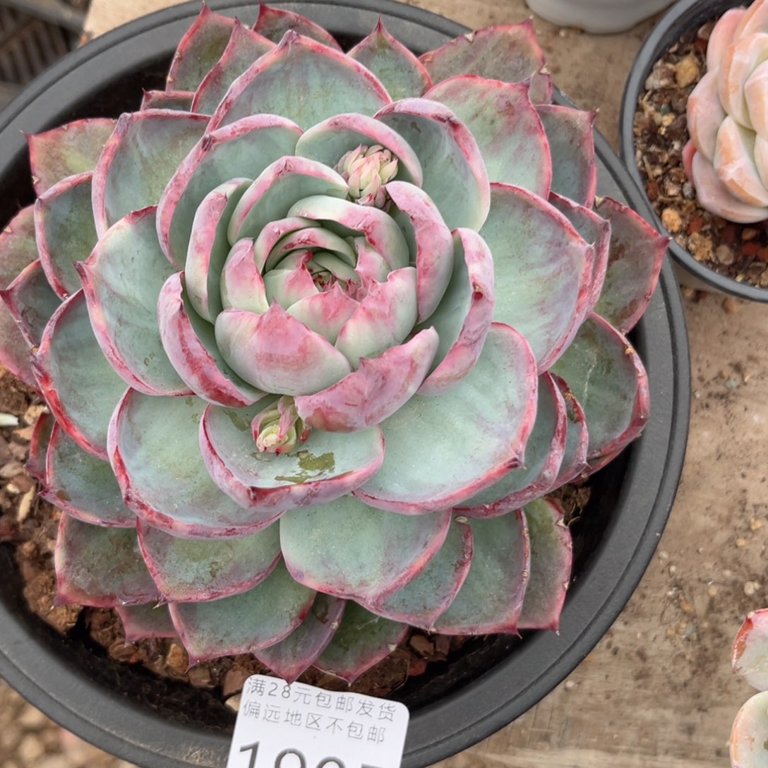 大1905，h ch g b b n j