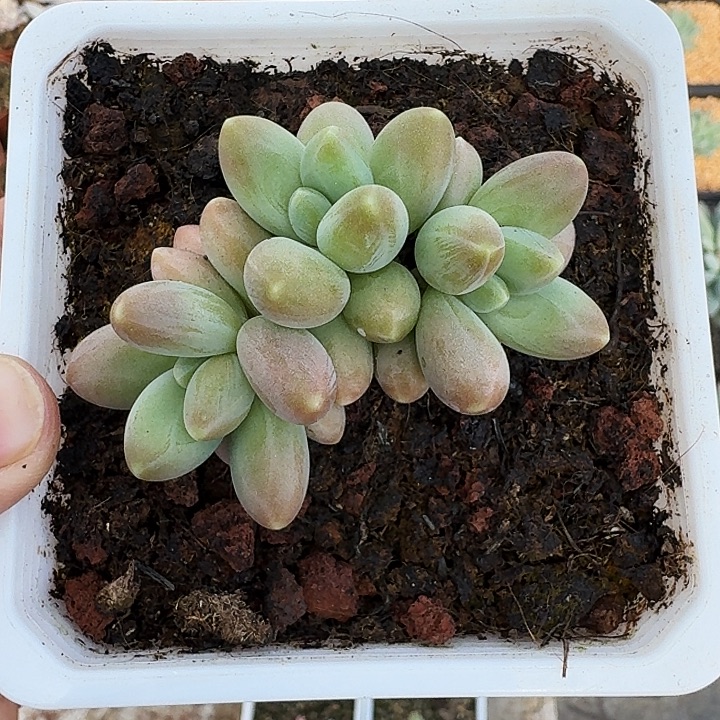 戴蒙德 群生 一物一拍