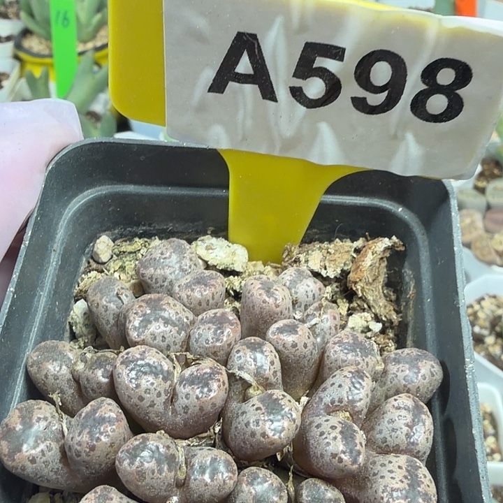 598mmmmmmmmmmmmmmmmm