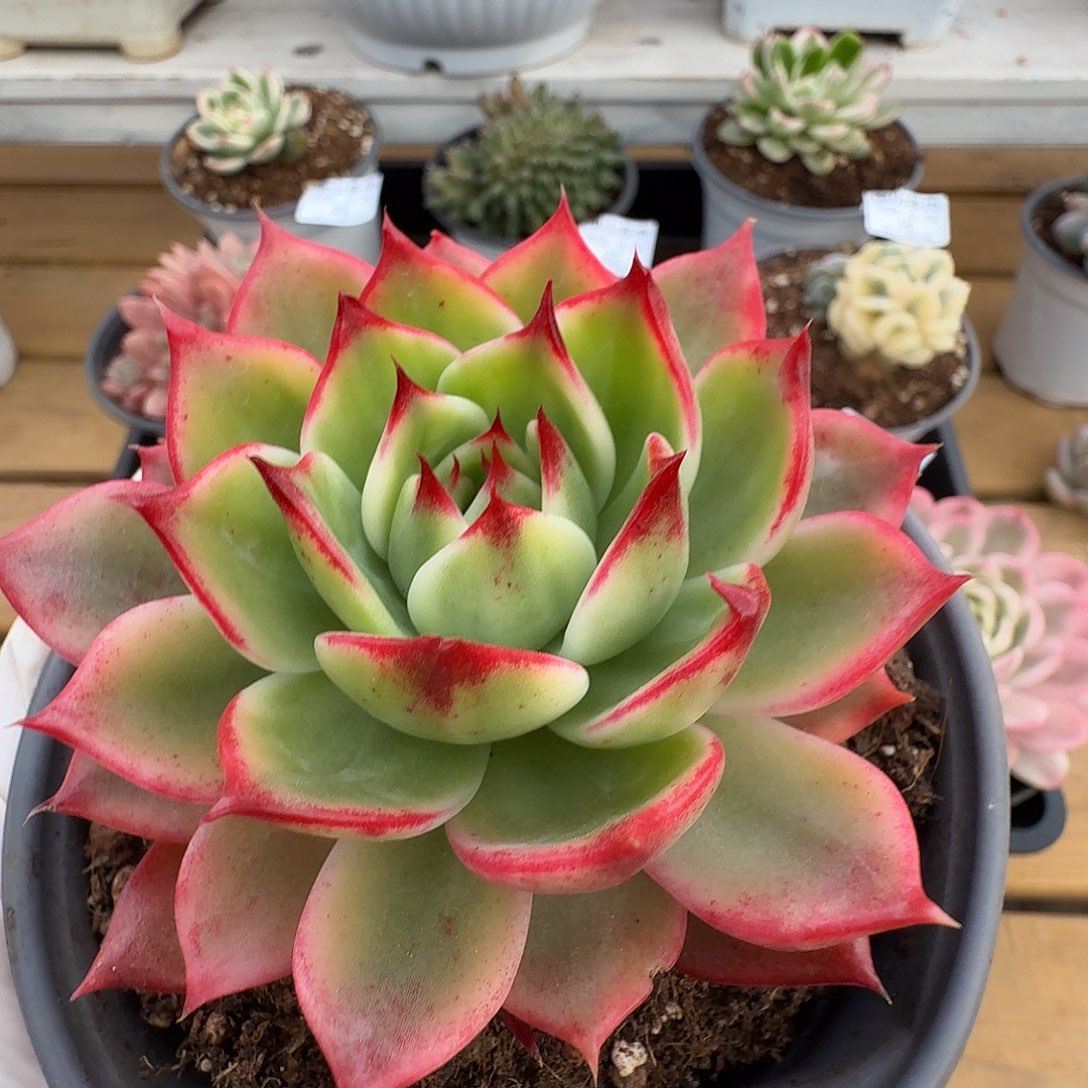 桃花锦11111224-23