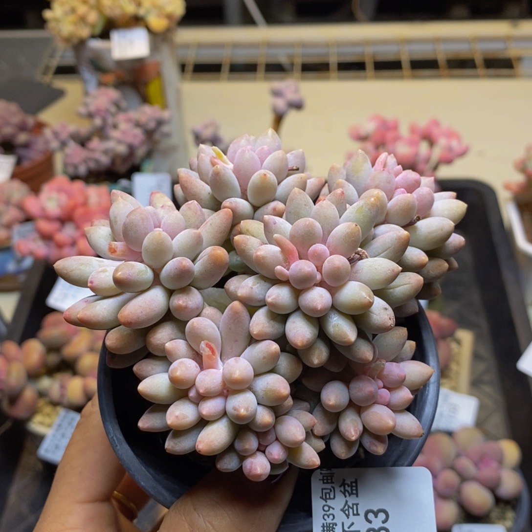 婴儿手指183/9c m