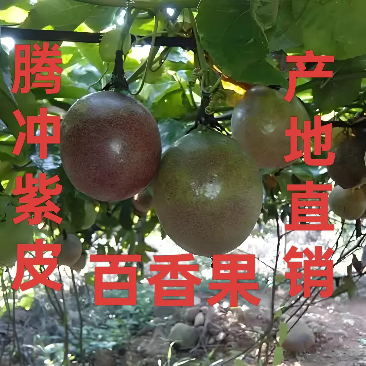云南正宗紫皮百香果新鲜现摘当季水果酸甜可口包邮
