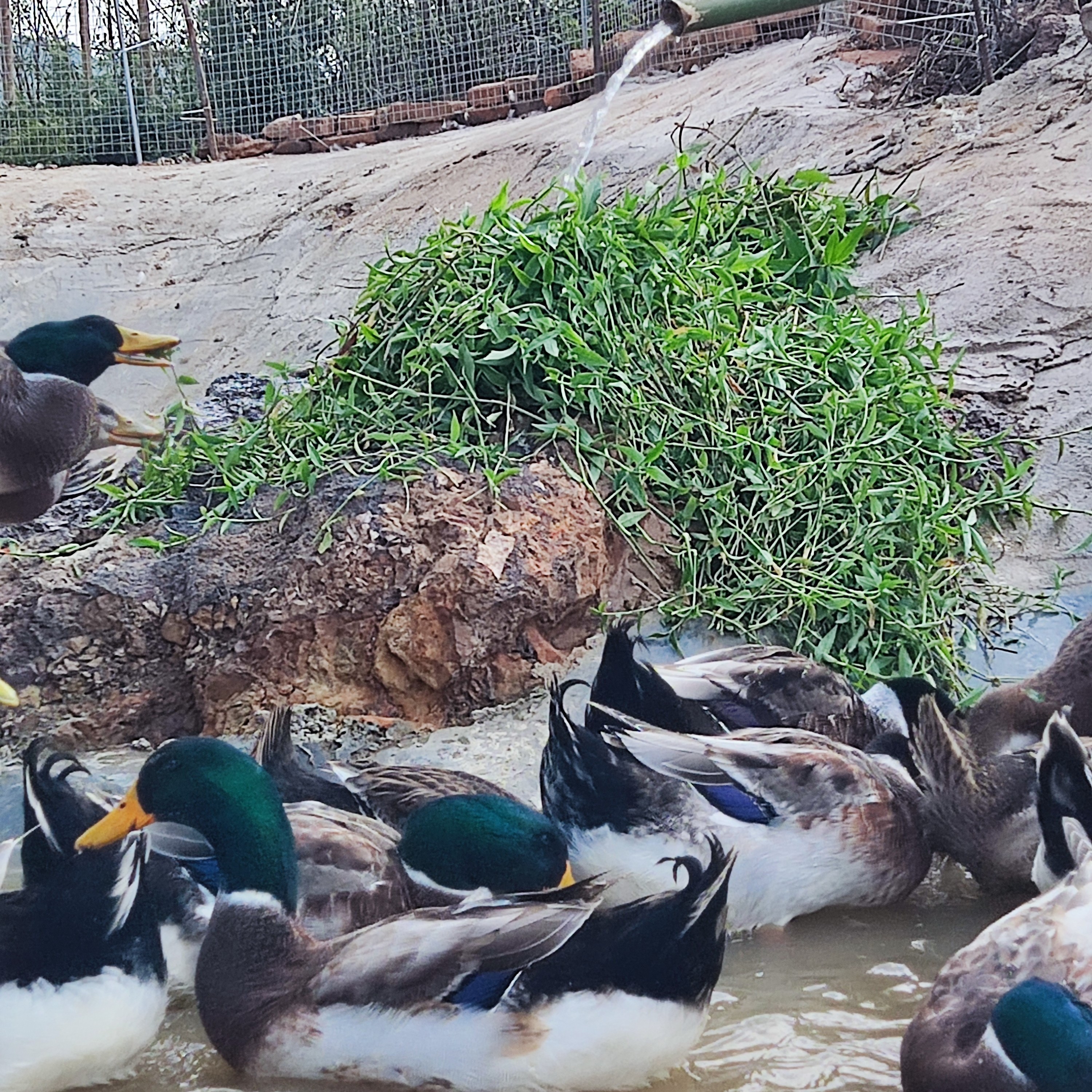 稻田散养180日以上大青头鸭顺丰净重4斤以上现杀顺丰、京东快递