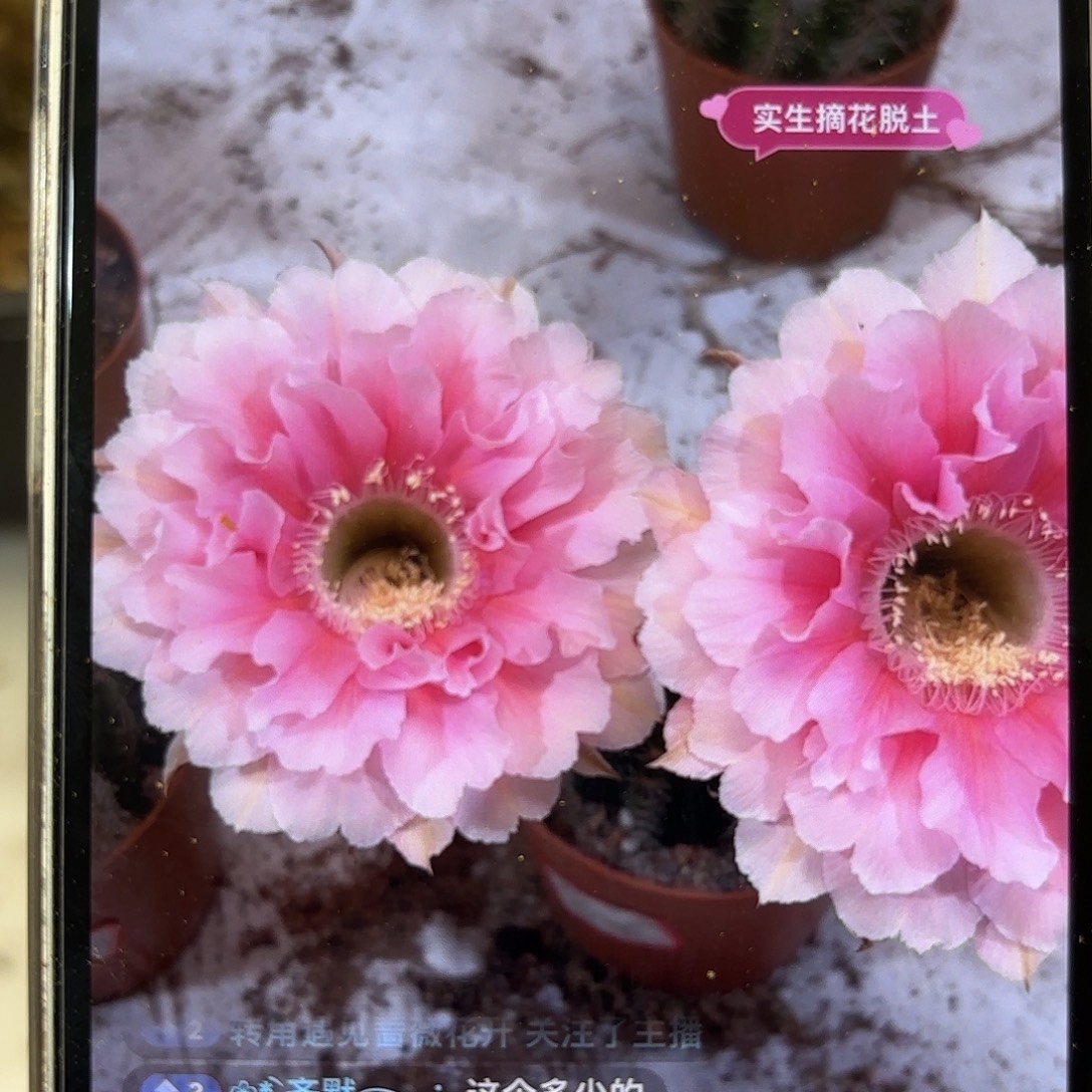 彩草珊瑚侧牙4公分左右