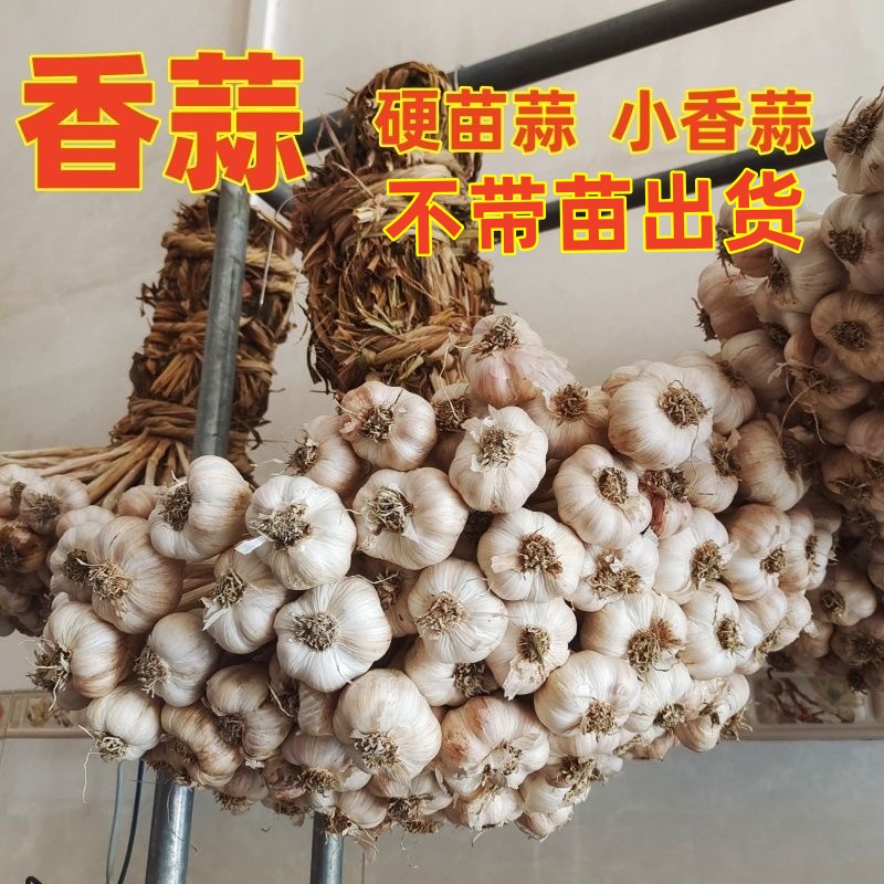 广西玉林仁东大蒜种不带苗出货 本地香蒜新鲜可种可吃