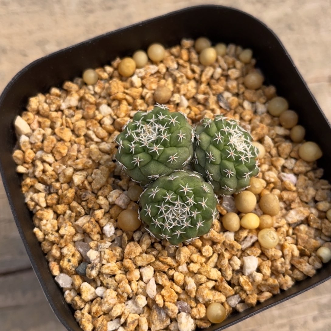 妙***佳菊水缀化          实生根