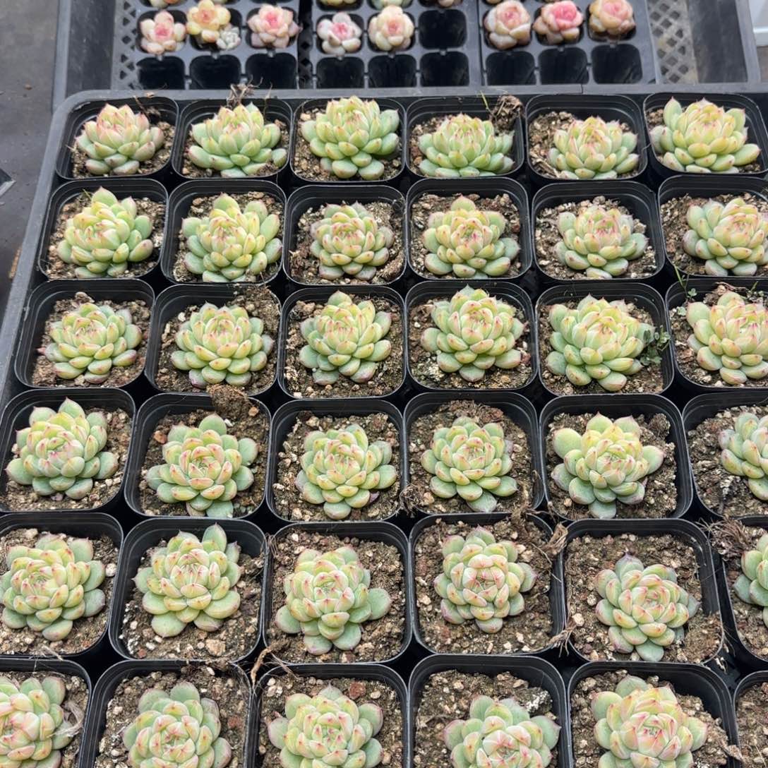 （量拍）雪花珍妮3颗哈哈哈