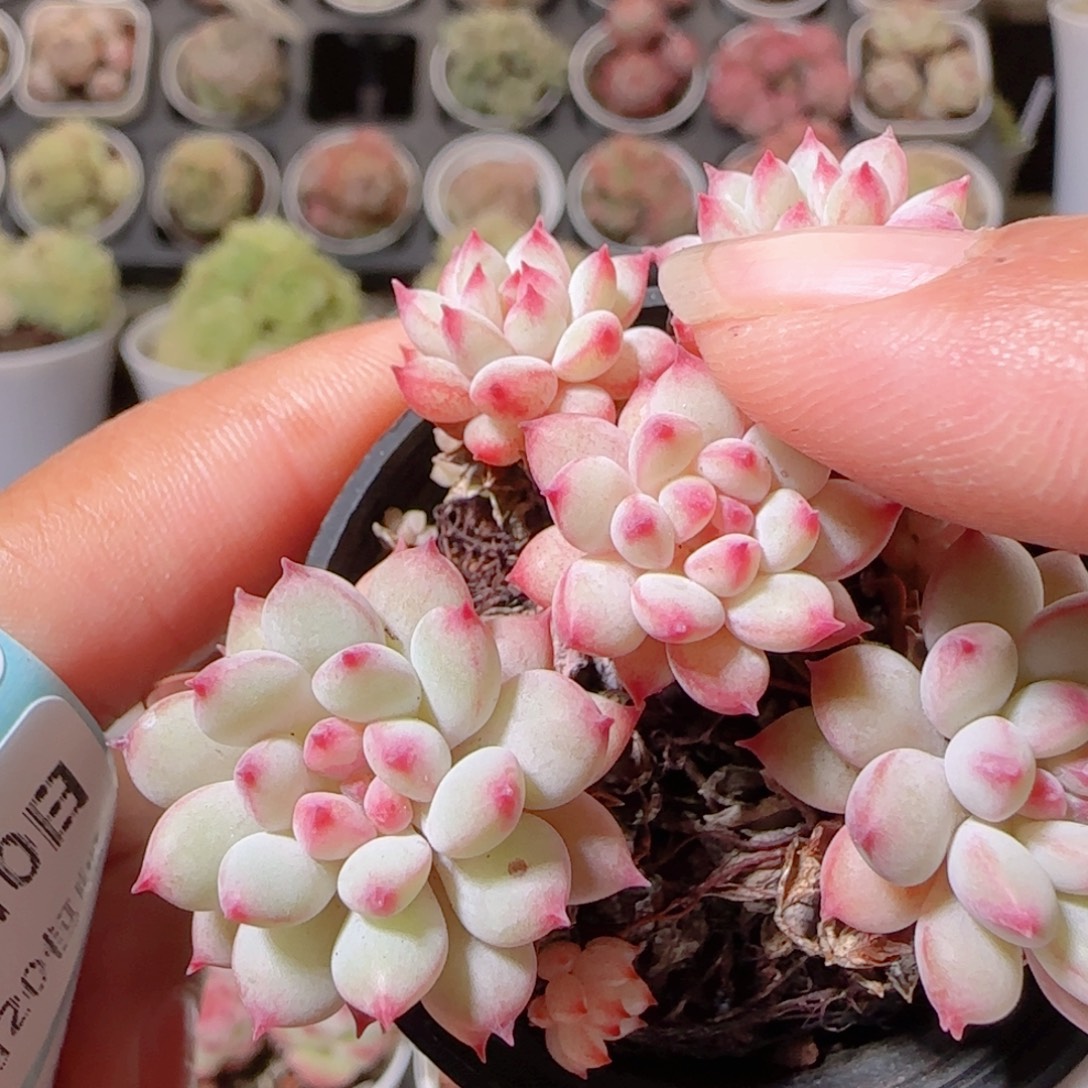 花语多肉1210-84冰其淋