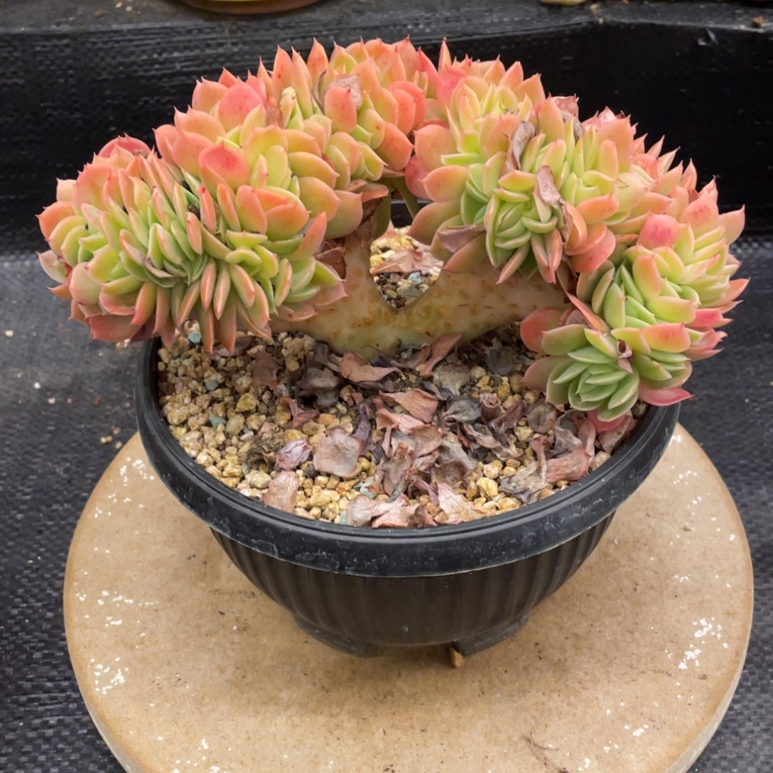 新***）弥鹿之森一物一拍