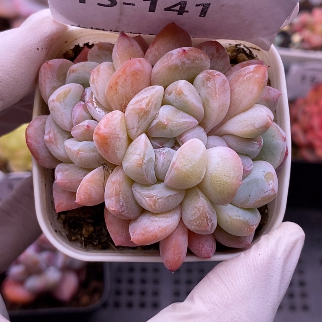 【闪购商品】15-141