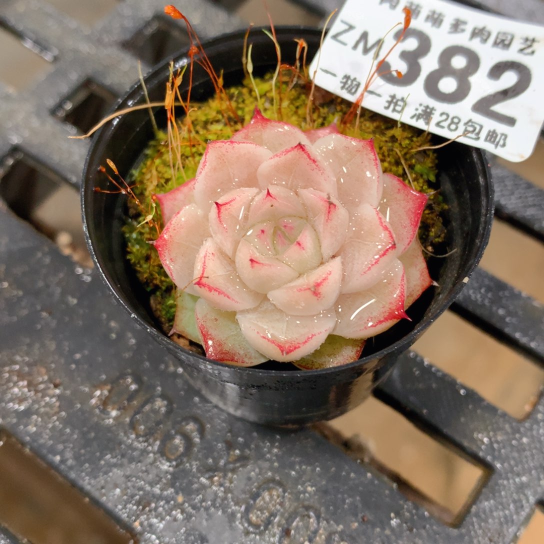 肉萌萌拇指盆精控多肉ZM382