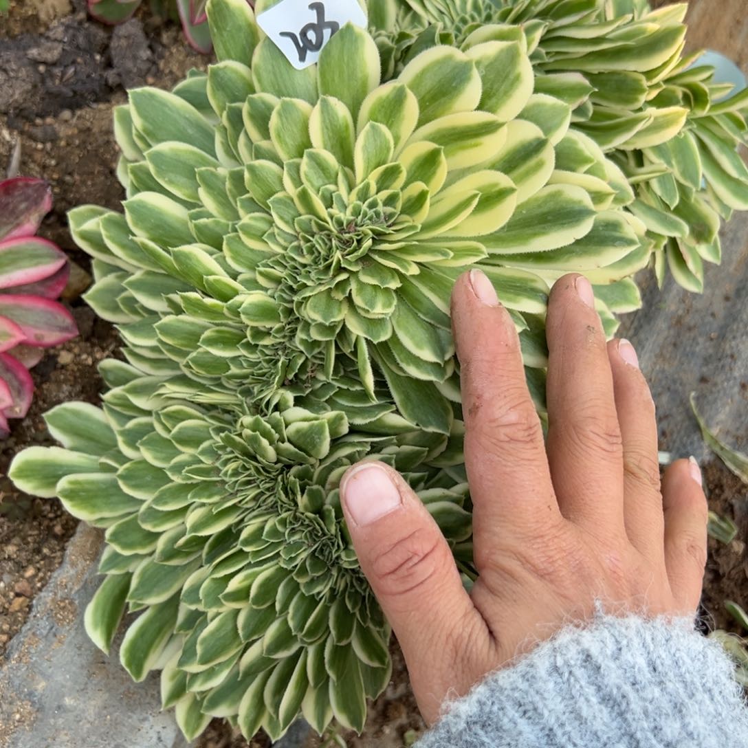 203迈巴赫缀多肉植物山东发