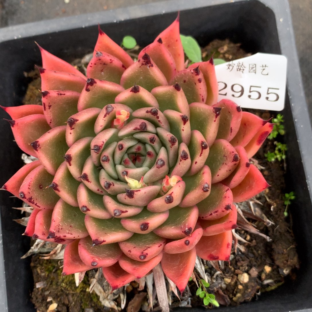 2955杂交多肉老桩