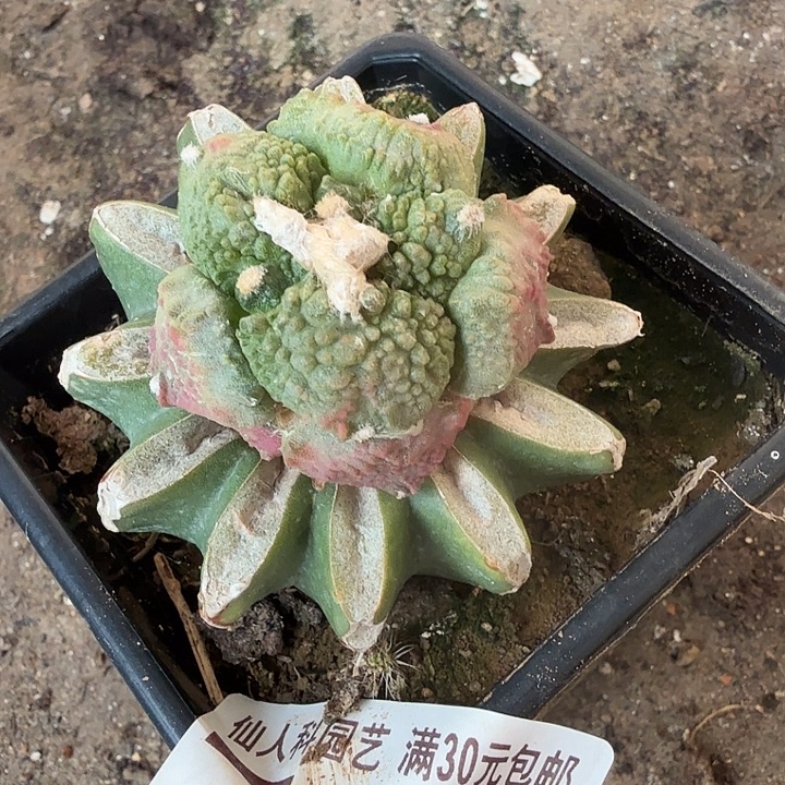 无花朵714红锦哥斯拉牡丹东三