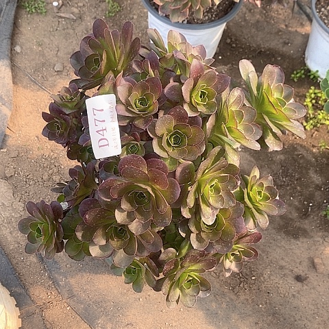 744魅金玫瑰多肉母本处理不售后