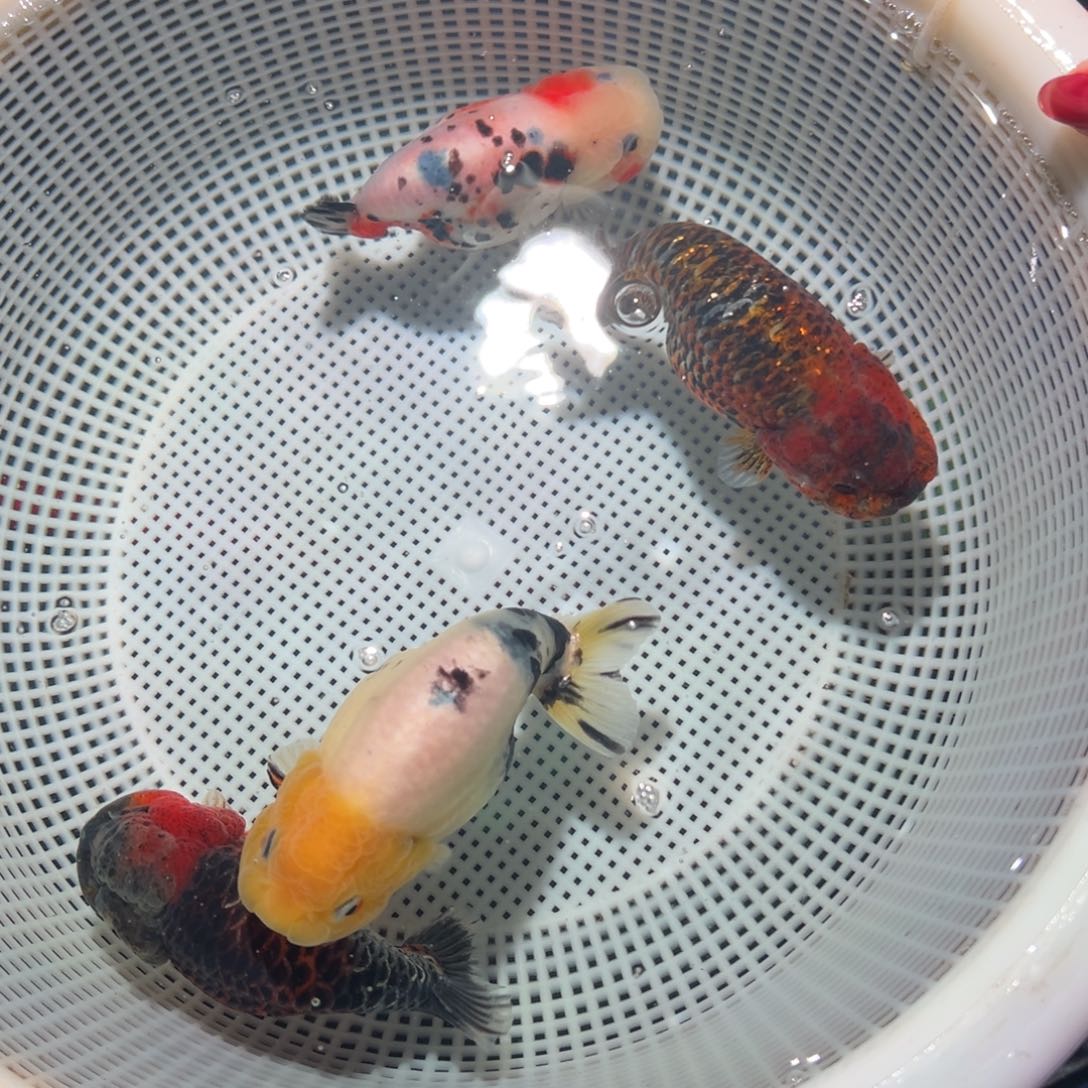 s***己海水鱼潘氏金鱼兰寿金鱼