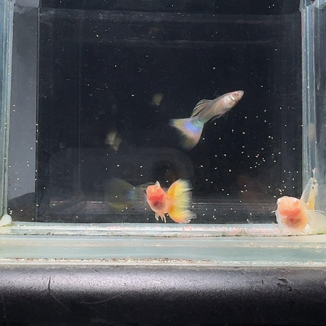 孔雀鱼黄金玻璃体缎带大c1对