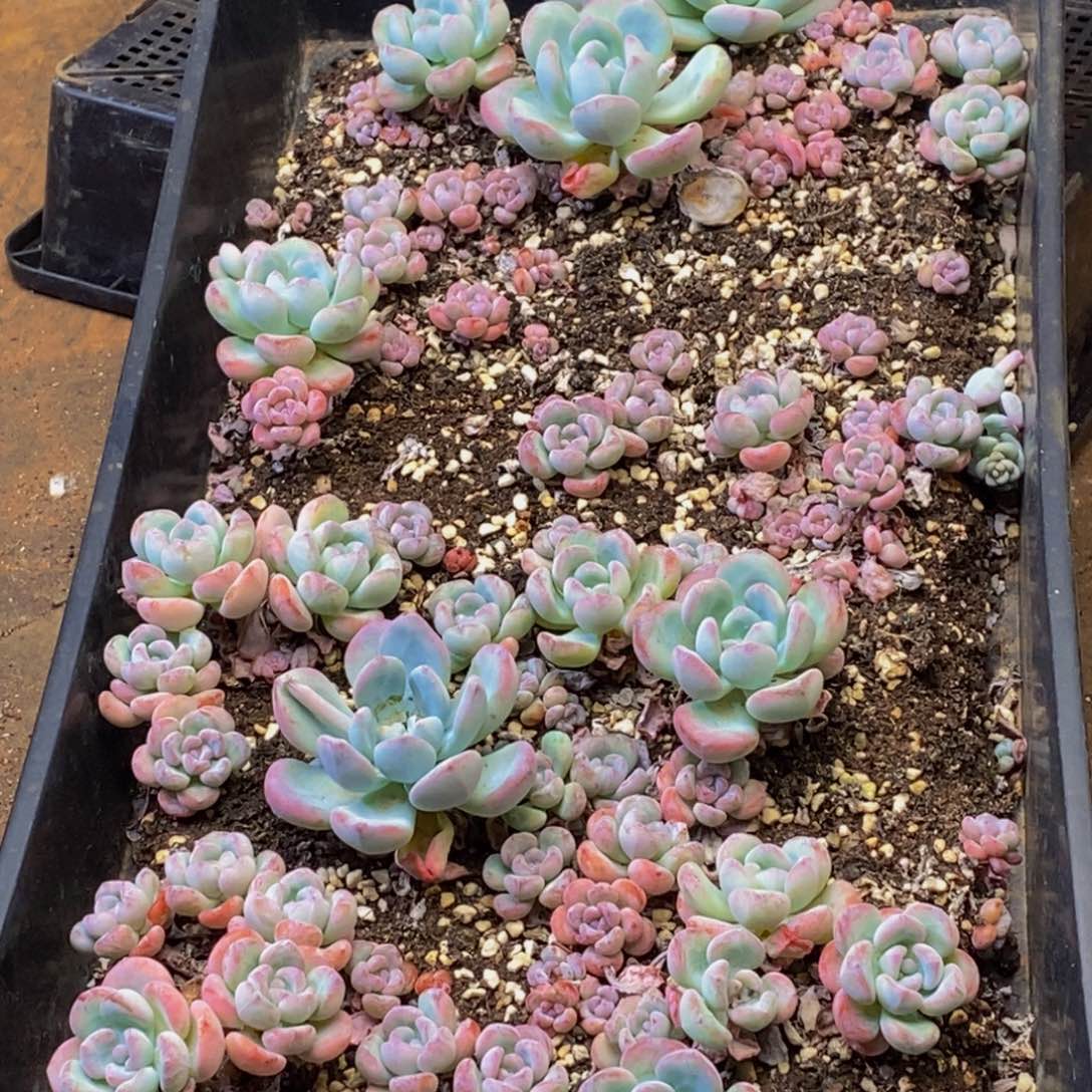 825多肉酱面膜祛痘去黑头粉刺