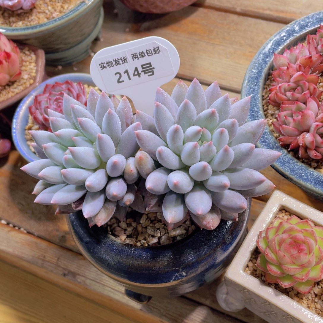 214号 所罗门飘枝一颗