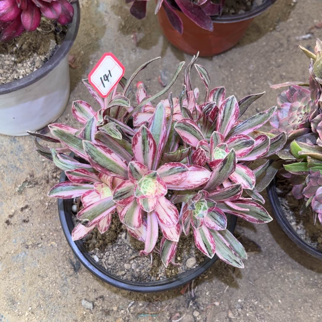 141多肉植物V锦锦