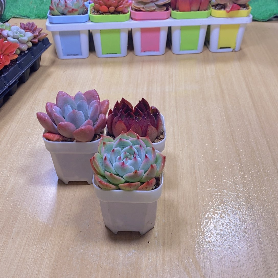 无花朵水蜜桃两颗 野马东云 奥普琳娜送盆土