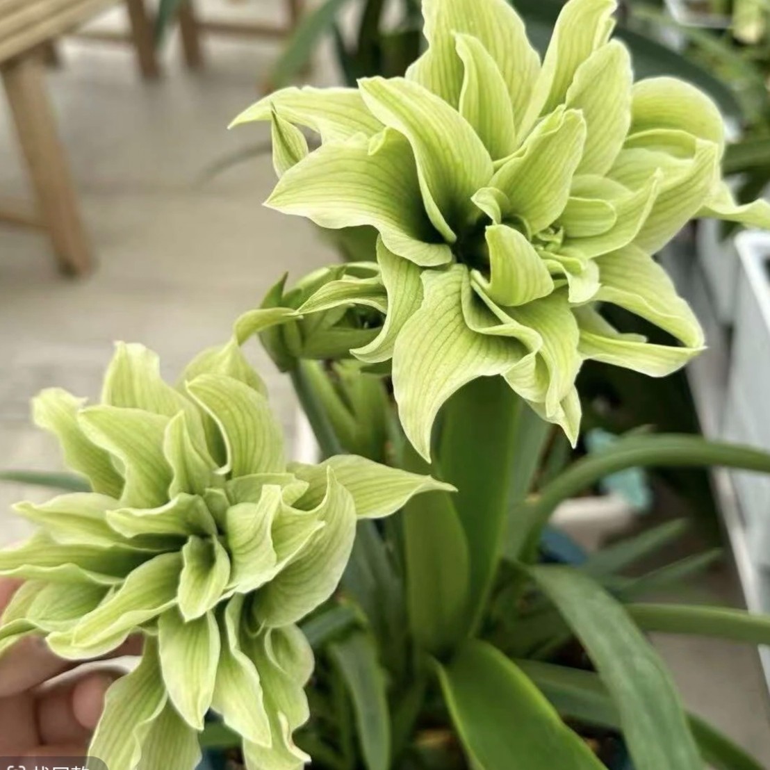 【双绿】★荷兰重瓣朱顶红种球室内外盆栽阳台花卉北方种植