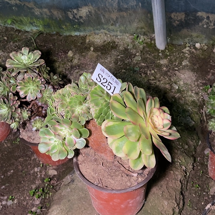 251荔枝坠多肉植物      