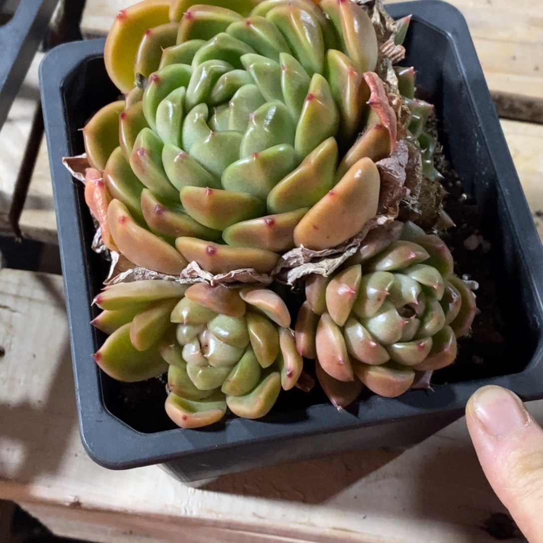 精品多肉一物一拍不包整90