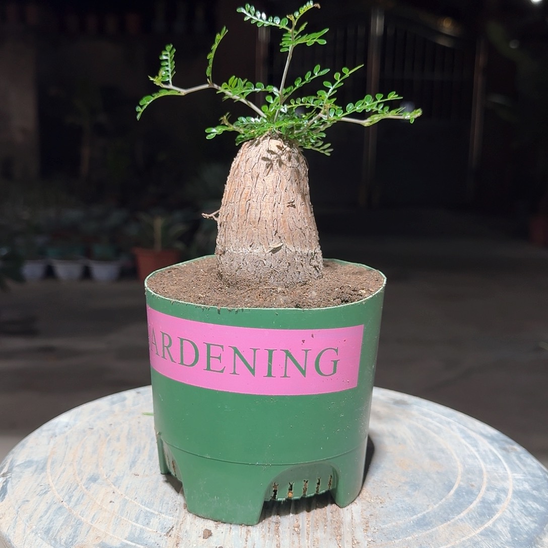 根插象足漆树一一一