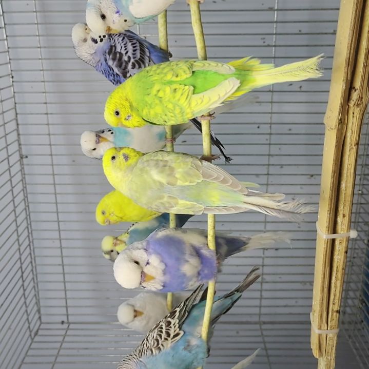 虎皮鹦鹉颜色可挑