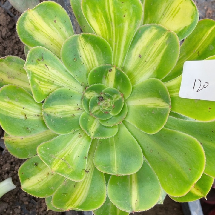 120暴君多肉12345678