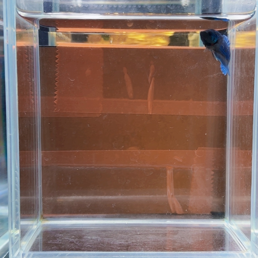 斗鱼活体观赏鱼好养耐活