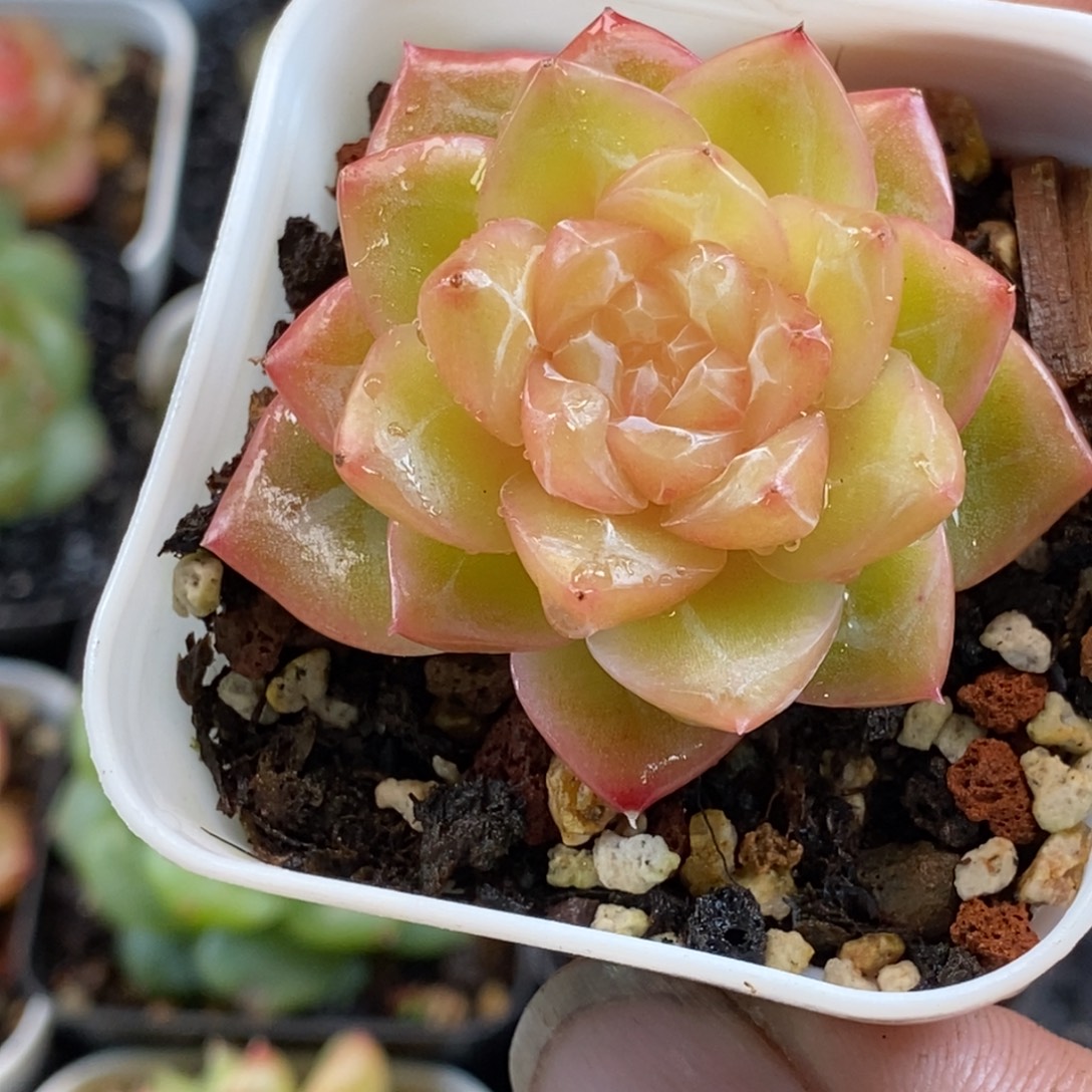 天官赐福百无禁忌