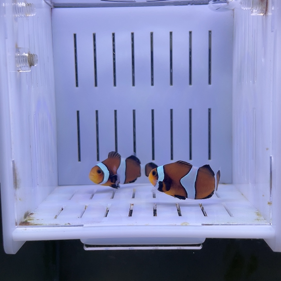 海水鱼焦糖小丑鱼