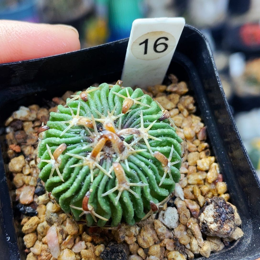 非偏远地区满25包邮仙人球