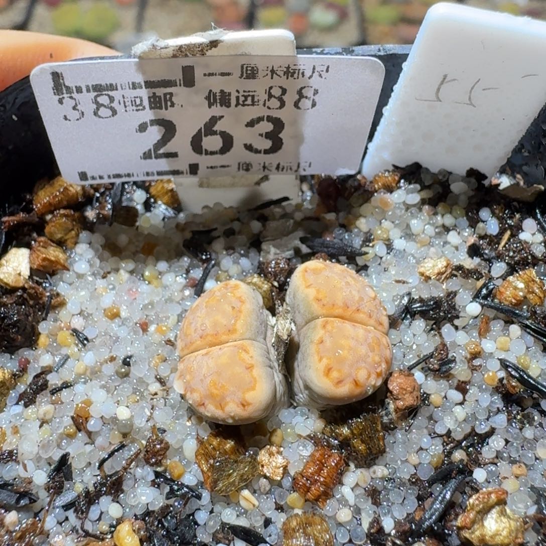 Sss生石花便宜清263